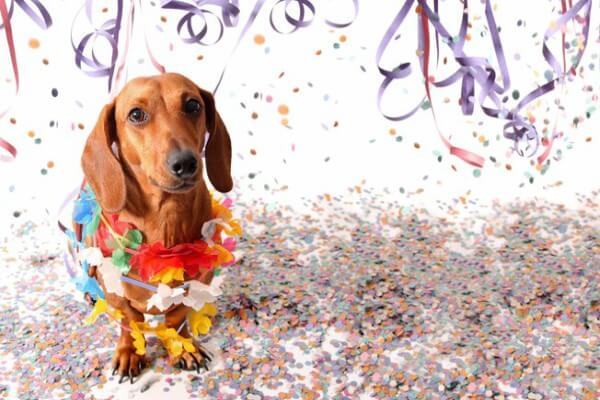 Bloquinho de carnaval em Santo Amaro traz espaço para pets
