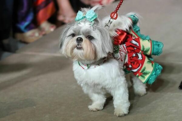 Universidade na Vila Mariana promove desfile de moda pet com peças produzidas por alunos - SPJ